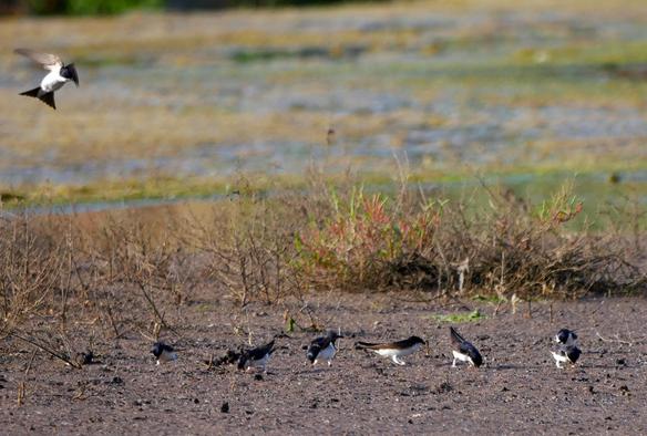 Photo d'un étang à sec, le sol est couvert de vase marron grisâtre et d'algues vertes, avec quelques buissons de salicorne qui dépassent. Au sol, sept hirondelles de fenêtre sont en train de récolter la boue, tandis qu'une huitième vole dans l'angle en haut à gauche de la photo.