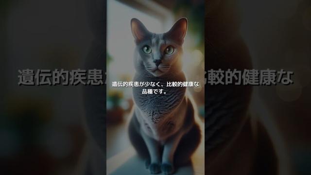 【ねこ図鑑】コラット | #shorts