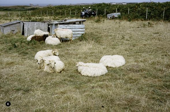 Schafe liegen und grasen auf einer trockenen, gelblichen Wiese, umgeben von einem einfachen Zaun unter hellblauem Himmel. Ein paar der Schafe gruppieren sich um einen einfachen Holzverschlag herum.