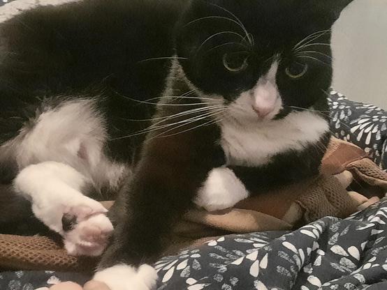 Chat noir et blanc assis sur un sac à dos khaki, et qui a l'air un peu pensif, avec une tête très ronde un nez rose des yeux ronds et doré