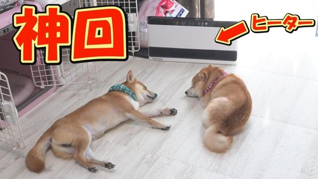 ヒーター依存症の柴犬が、一日の最後を最高のオチで締めくくり大爆笑しました。