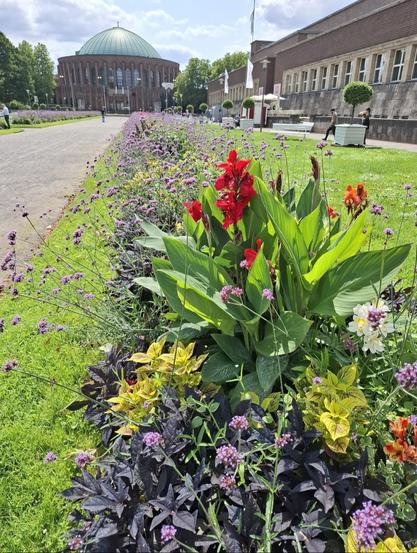 Blick auf das Blumenbeet vor dem NRW-Forum Düsseldorf im August 2025. Rechts das NRW-Forum, im Hintergrund die Tonhalle. Verschiedene Blumen blühen in voller Pracht, die Sonne scheint.