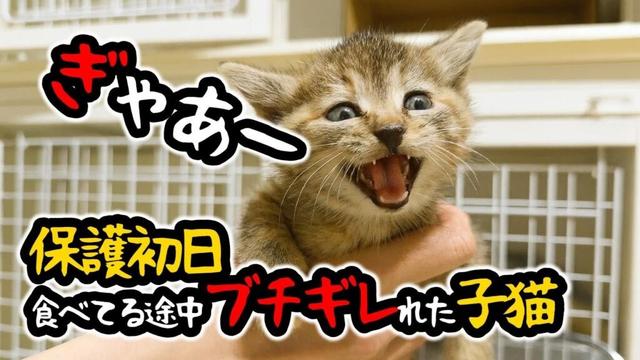 むちむち子猫！ひとりっ子猫で保護される。兄妹猫は見つかるのか？！はじめての離乳食【保護猫生活1日目】