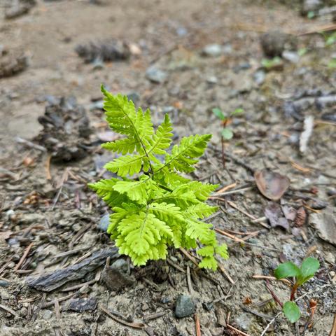 Small green fern growing in a dirt and gravel area, surrounded by scattered dry leaves and pinecones. Sparse patches of grass and small plants are visible in the background.