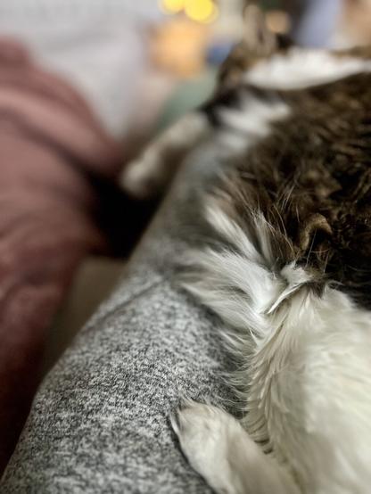 A close-up view of a cat’s belly fluff resting on a person's lap, with soft gray fabric and blurred background elements including pillows and warm lighting.
