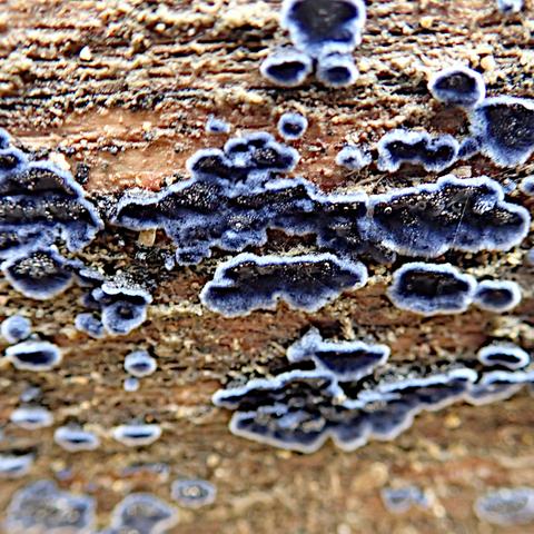 nahaufnahme: aus rotbraunem etwas pusteligem holz ohne rinde wachsen eine vielzahl kleiner pilzfruchtkörper, dunkelblaue flecken mit leicht aufgewölbtem weißen rand