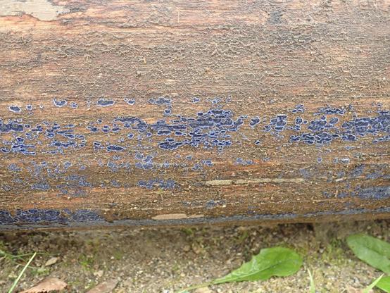 der selbe pilz von weiter weg, übersicht. so macht das mehr den eindruck eines nicht durchgehenden belages, ich dachte zuerst das sei blaue farbe die jemand an den liegenden baumstamm gesprüht hätte und die abblättert.