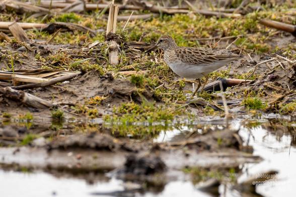 A very well camouflaged, but somewhat robust shorebird stands among stubble in a flooded field.