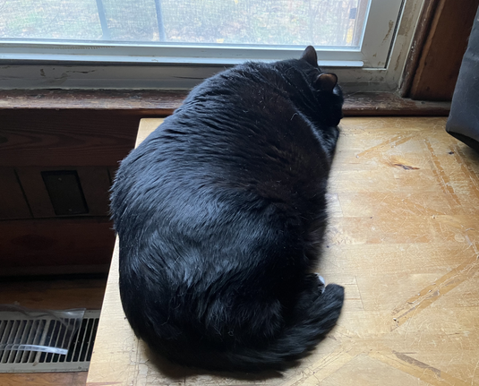 Big black chonk, Library Cat Muninn, laying down facing the closed window, as if pouting that it is too cold now to have smell-o-vision Cat TV on.