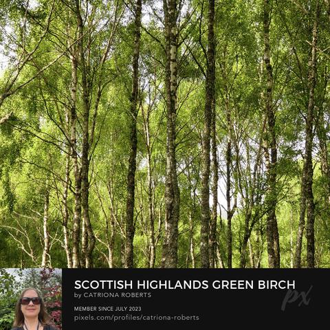 Coloured photograph featuring the design- 

Scottish Highlands Green Birch Sunlight.

I took this photo during a lovely summer nature walk through the Scottish Highlands. 

Features tall Birch trees with slender trunks and lush green foliage creating a serene forest scene. 

Sunlight filters through the leaves, casting dappled patterns on the forest floor. 

Click links on the main post for more options.