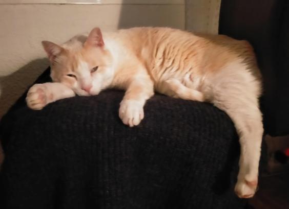 Fariña lying placidly on an office chair. The sitting surface is covered by a wool jumper