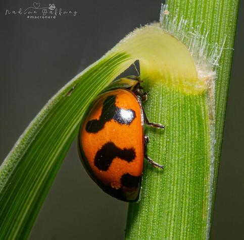 Photo of Coccinella transversalis (Small Transverse Ladybird Beetle) by nadsyg. Attribution: (c) Nadine Gaffney, some rights reserved (CC BY).