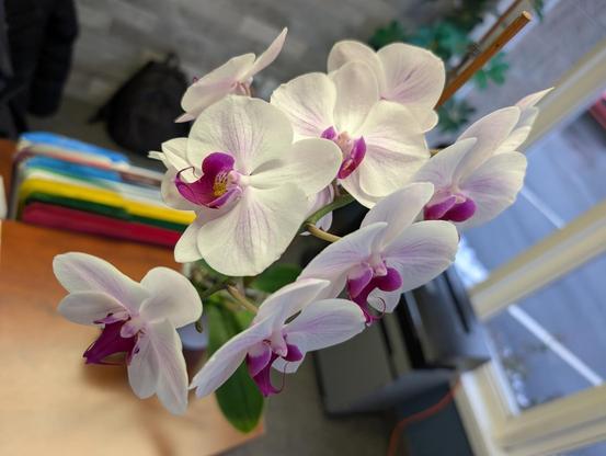 Ten pink and white flowers are open on an orchid at an office front desk.