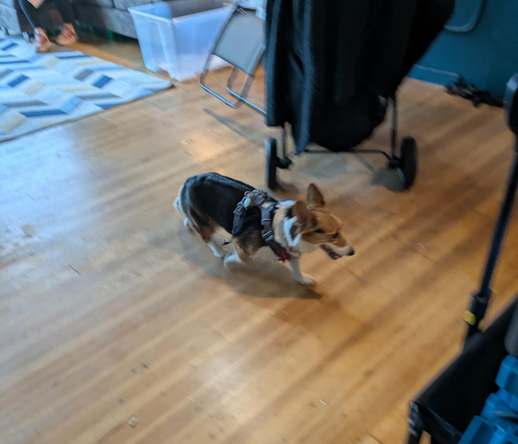 A Corgi dog strutting across a wood floor.