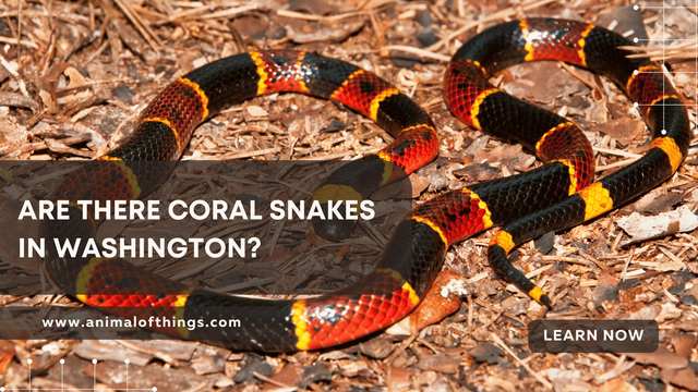 Are There Coral Snakes in Washington