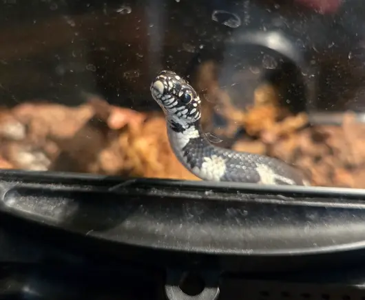 Jack the kingsnake says hi