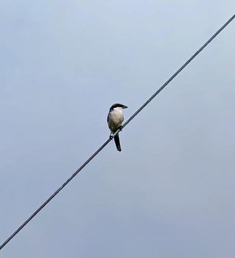 A Loggerhead Shrike perched on a diagonal wire.  Gray top of head, broad black mask, white breast.