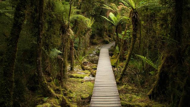 Rainforest stroll - © Christopher Ingham / Adobe Stock
