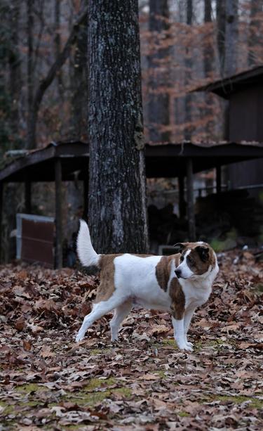 A white and brown dog standing in his yard that's covered with brown fallen leaves, with his tail up and head turned toward the left of the screen. A tall tree trunk, part of a barn, and brown leaves are behind him.