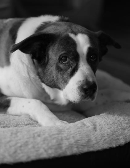 A monochrome photo of a two-tone dog lying on his bed, looking straight at the camera