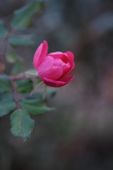 A magenta rose, not fully open yet
