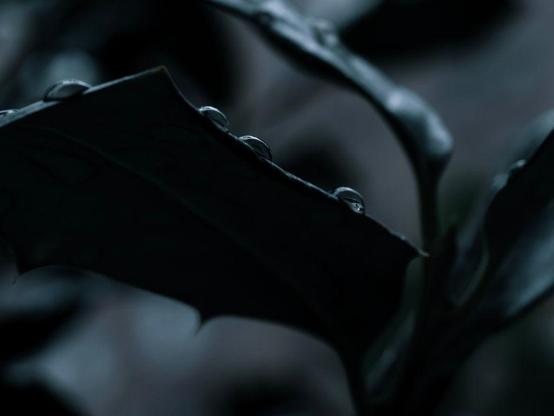 several dewdrops on the edge of a leaf.