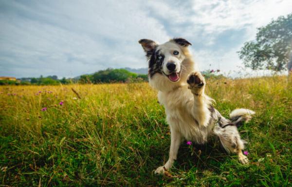 A dog in a grassy field sits back on its hind legs and raises one of its front paws.
