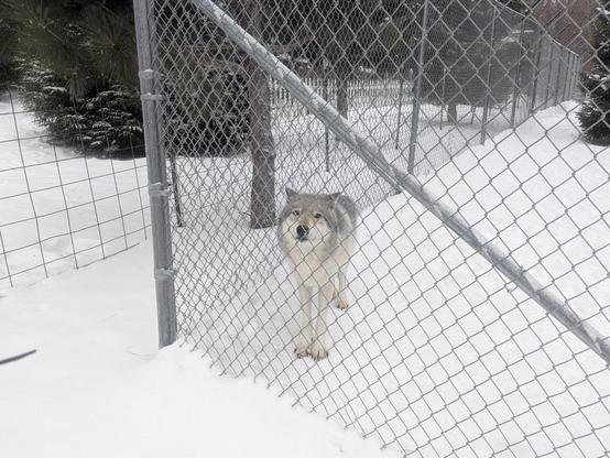 A timber wolf standing in snow, near the corner of a chain link fence. She is standing behind the fence and looking at the camera. It sort of looks like she is smiling.