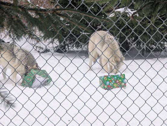 Two light-gray and tan timber wolves standing on snow-covered ground behind a chain link fence. Each has their head in a box wrapped like a Christmas present.