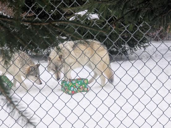 Two gray and tan timber wolves standing on snow covered ground, in front of a pine tree, and behind a chain link fence. Both are looking at a box wrapped like a Christmas present.