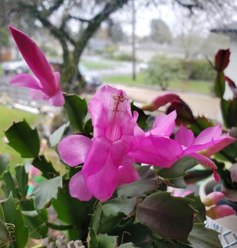 Close-up of a blooming Christmas cactus showcasing bright fuchsia-colored flowers with delicate petals and prominent stamens, surrounded by deep green, segmented foliage. The background features a blurry view of a window overlooking a residential area with a tree and overcast sky.