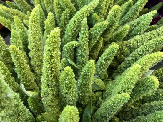 Green plumes that might be Amaranthus 'Green Thumb."