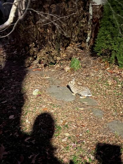 A brown rabbit in a yard at night.