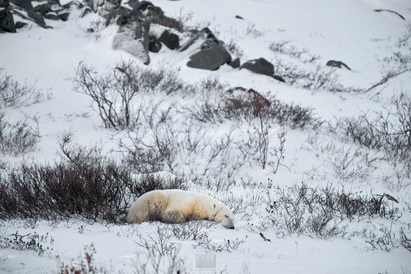 A young male polar bear sleeps in front of a willow bush