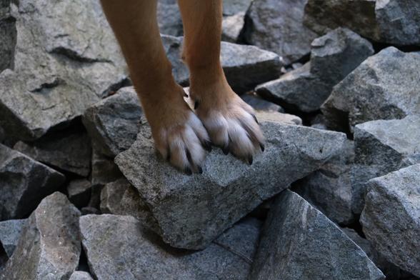 the polite little front paws of a golden brown dog with white toe socks, perched on a bunch of rocks