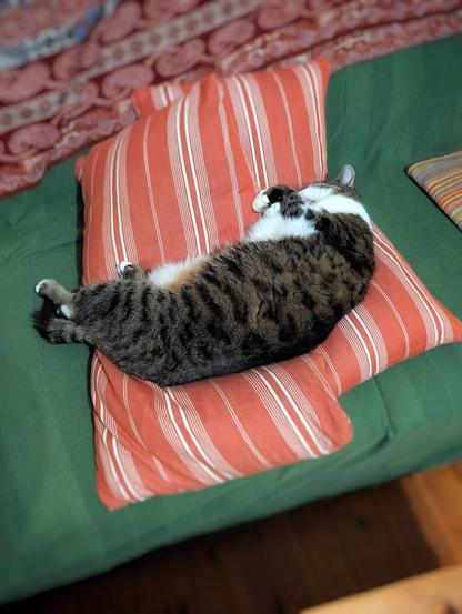 Katze Mia liegt quer ausgestreckt auf zwei Kissen . Foto by Johann Seidl, Freisinger Gartenblog