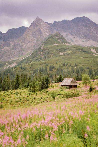 A picturesque view of mountains, coniferous forest, and pink willowherb flowers filling the frame. The sky is cloudy. Wooden houses stand along the path.
