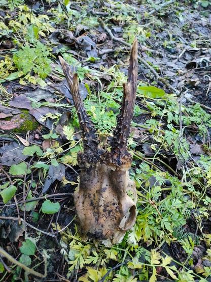 Photo of a deer skull with horns still attached.