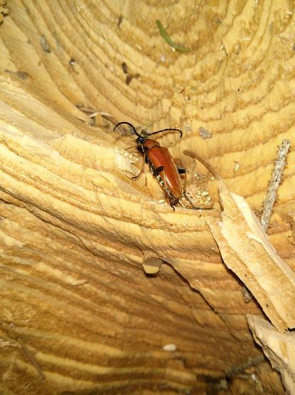 auf der goldgelbbraunen und von jahresringen gezeichneten bruchfläche eines umgeworfenen baums krabbelt ein großer länglicher käfer mit dem rücken zu uns, wir blicken von schräg hinten auf ihn. er hat kupferrote bis orange flügeldecken und halsschild, schwarze beine und sehr lange in gebogenem schwung zur seite abstehende schwarze fühler, wie hörner, daher der name 'bock'