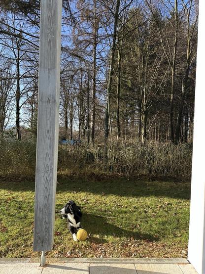 Blick von einer Terrasse über einen Hund hinweg in den Wald