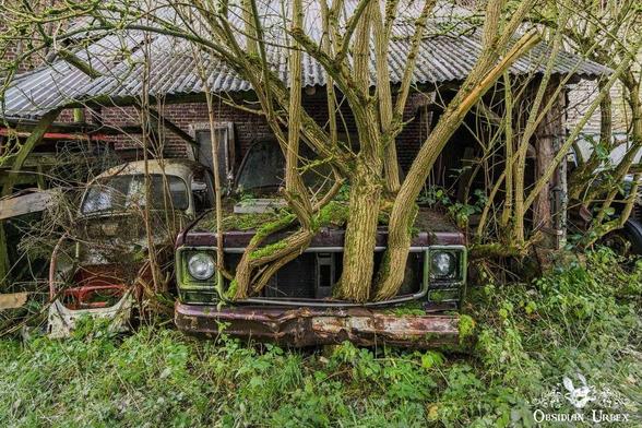 old brown truck with tree growing out the grill