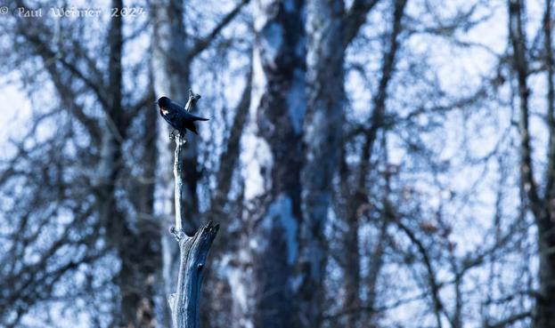 Small bird on a branch.
