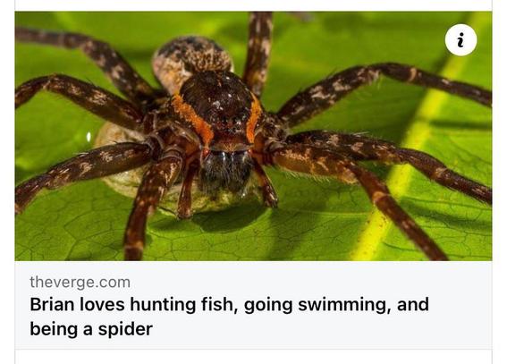 Image of a spider (brown to orange) sitting in a green leaf. 
Theverge.com

Brian loves hunting fish, going swimming, and being a spider