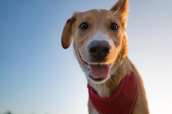 Un cachorro mirando fijamente a la cámara. (Getty Images)