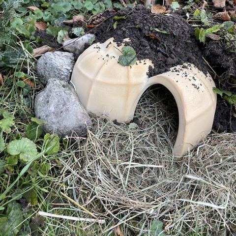 Aufgebaute Igelschnecke