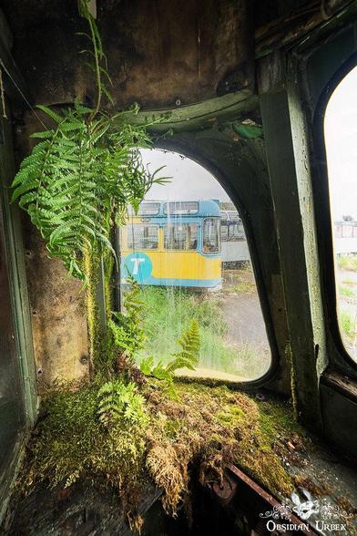 An old tram's mossy interior frames another tram outside. The scene evokes decay and nature's reclamation.
