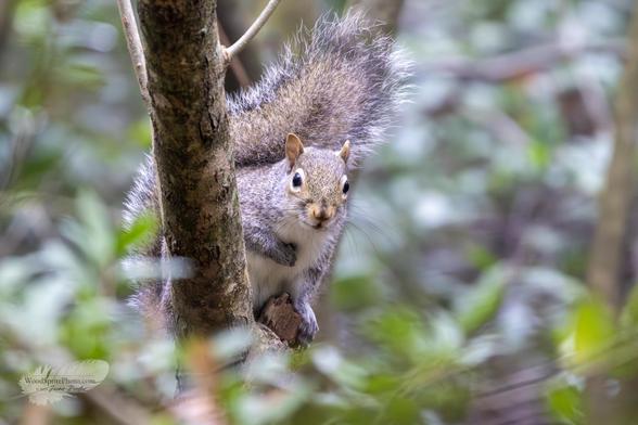 Squirrel peering around a tree branch, looking at the camera, surrounded by foliage.