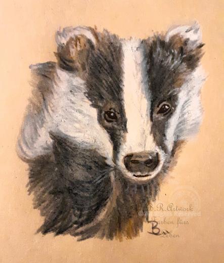 Frontales Porträt eines Dachses.