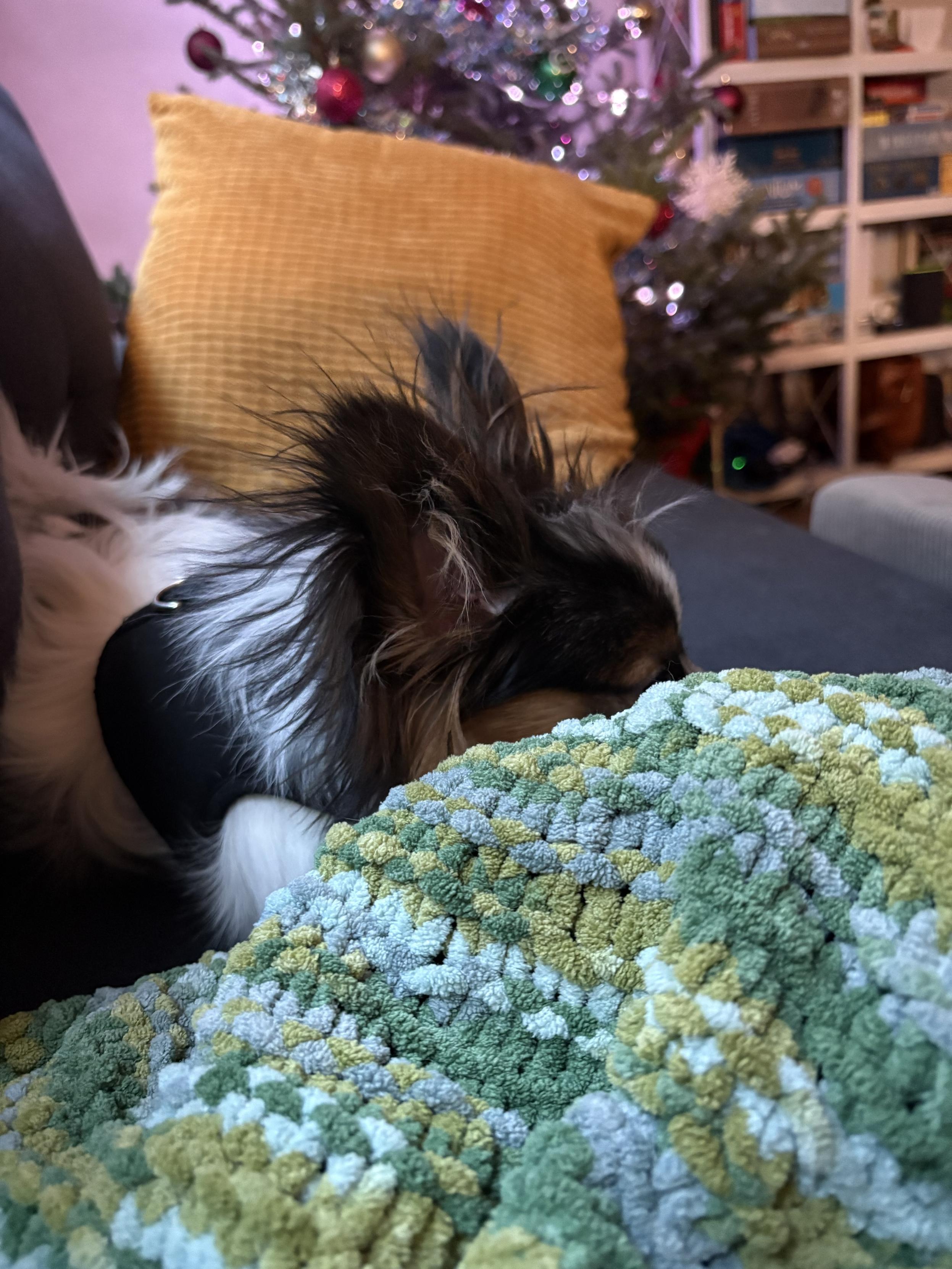 The top of a puppy’s head peeks out from a blanket. The fur on his ears is sticking out in all directions. There is a Christmas tree and board games in the background