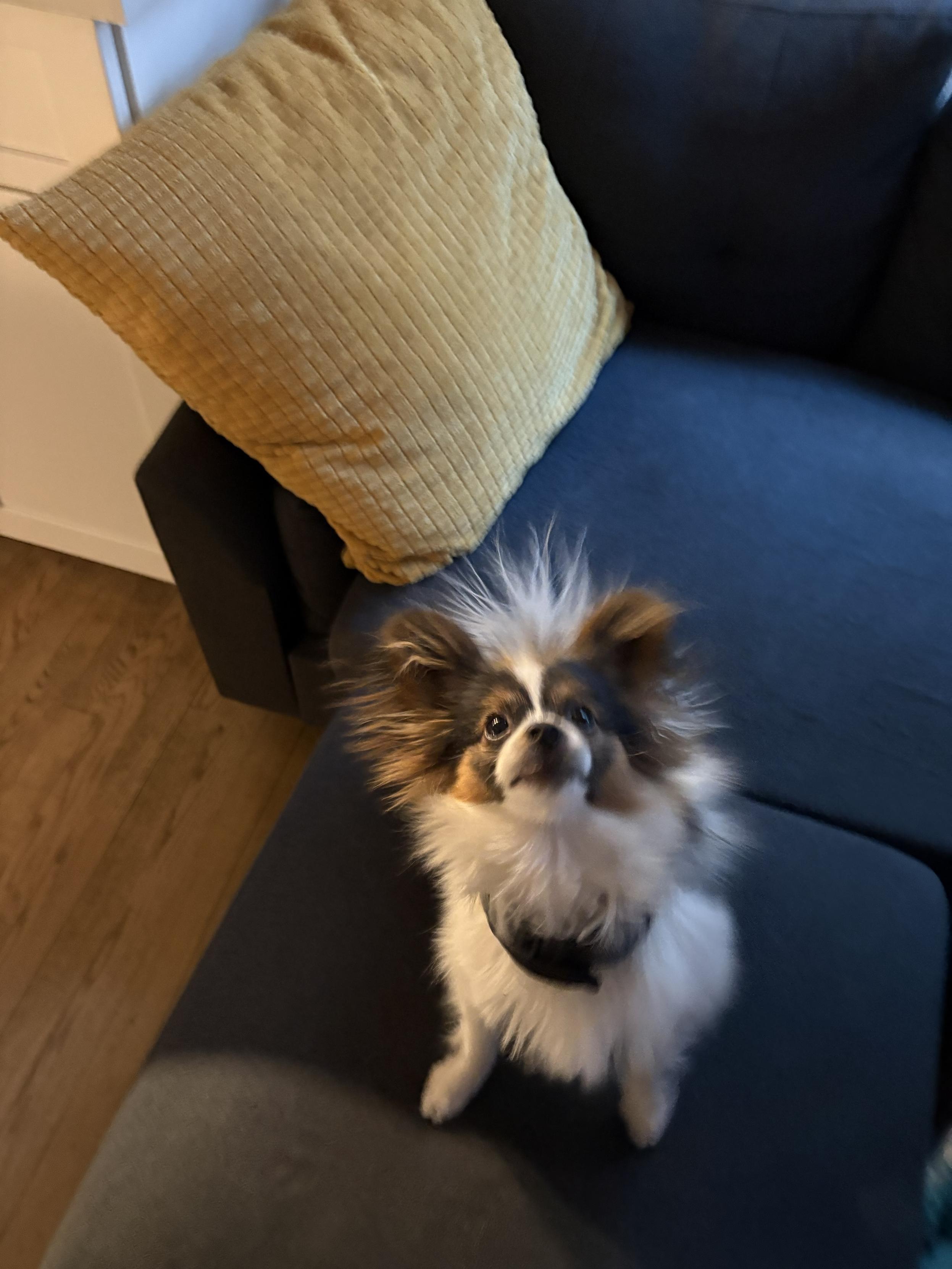 An extremely fluffed out puppy stands blurrily looking up at a toy off-camera. His hair goes in all directions because of static electricity